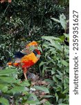 Small photo of A red golden pheasant hidden behind the green leaves of Isola Madre on Lake Maggiore.