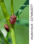 Small photo of Red Striped Bug or Minstrel Bug Graphosoma lineatum, Grapho