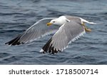 Seagull Outdoor Sea Fly Freedom