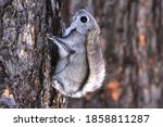 A Flying Squirrel Climbs A Tree....