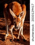 Small photo of Male red kangaroo, Australia's largest kangaroo and marsupial, commonly found in central and western Australia.