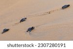 Small photo of Baby newborn sea turtle hatchlings taking their first steps on the sand of sea beach leaving trail marks towards the ocean. This hatchling is of olive Ridley turtle species.