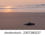 Small photo of Baby newborn sea turtle taking its first steps on the sand of sea beach towards the ocean. This hatchling is of olive Ridley turtle species. Sea waves crashing in distance during sunrise or sunset..