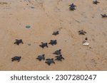 Small photo of Baby newborn sea turtle hatchlings taking their first steps on the sand of sea beach towards the ocean. This hatchling is of olive Ridley turtle species.