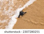 Small photo of Baby turtle crawling to the ocean leaving mark on beach sand. The head of the hatchling under wave. The newborn hatchling is of olive Ridley species.