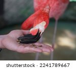 pink flamingos eating from hand