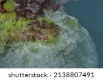 Detail Green Of Algae On A...
