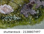 Detail Green Of Algae On A...