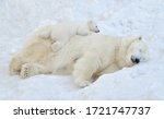 A Polar Bear Sleeps In The Snow ...