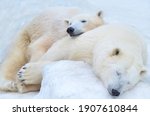Polar Bears Sleep In The Snow