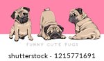 Adorable Beige Pug Puppies On A ...