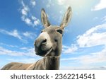 Portrait a cheerful gray donkey ...