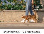 Small photo of A domestic cat, along with a girl, walks along the sidewalk along the road. Pet and its owner on a walk. Side view.