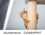 Funny domestic cat climbs up the cat pole.