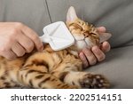 The Owner Combs The Bengal Cat...