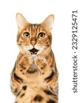 Small photo of Surprised cat covering his mouth with his paws isolated on white background.
