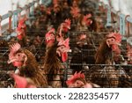 Lots of chickens in cages, closed system farms.