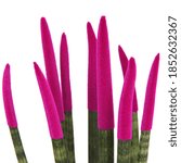 Small photo of Sansevieria Top-Line, Velvet Touchz pink