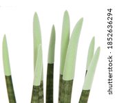 Small photo of Sansevieria Top-Line, Velvet Touchz pastel green