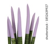 Small photo of Sansevieria Top-Line, Velvet Touchz pastel purple