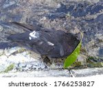 A Dead Bird In The Sidewalk