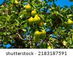 Pear tree (Latin: Pyrus communis). Ripe pears on a tree in a garden. Close up.