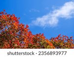 Autumn tree branches with...