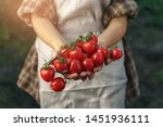farmers holding fresh tomatoes... | Shutterstock . vector #1451936111