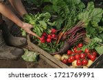 farmer folding fresh vegetables ... | Shutterstock . vector #1721769991