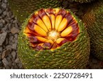 Small photo of Raw Pinion nuts fruit of the Brazilian pine tree ( Araucaria angustifolia )in full frame and top view. "Pinheiro do Parana", pinhao.