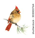 Watercolor Bird Female Cardinal ...