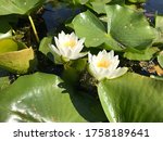 Water Lilies Floating In A...