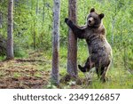 Brown bear in the summer forest.