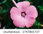 Pink Mallow Flower With Dew...