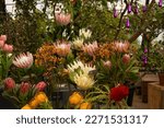 The giant Protea Cynaroides or King Protea and Protea Nutan of Proteaceae family with Banksia at exhibition in greenhouse. Agribusiness or floriculture.

Plantation and cultivation of exotic plants.