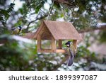 Bird In The Birdhouse In Winter