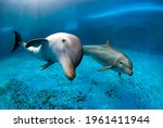 Two Bottlenose Dolphins...