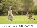 Eastern gray kangaroo  macropus ...