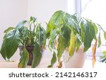 Small photo of Diseases of indoor plants. Diseases of houseplants Identification and treatment of diseases, Sunburn of houseplants. Dried, yellowed, damaged leaves from a houseplant Spathiphyllum Sensation in a pot