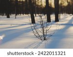 Small photo of A small plant in a snowy forest, leafless branches reaching toward the pale winter sky. Feeble sun, dense tree canopy, long shadows on pristine snow. Serene wintry scene.