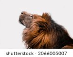  A lion with a mane looks up on a white background. Isolated lion.