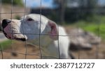 Small photo of Argentine dogo under the warm autumn sun