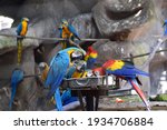 Macaw Parrots Are Eating Meals...