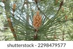 Small photo of pine tree branch, mediterranean pine, ,Austrian pine in North Africa. Pine with green needles, Closeup of green needle pines trees. Small pines cones at the end of branches. pines needles. Pinus nigra