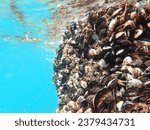 Small photo of mussel, mussels, sea, rocks, seafood, ocean, water, beach, group, shell, fish, algal, background, blue, coast, food, life, marine, natural, nature, seashore, shore, texture, betide, fresh, common.