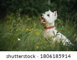 West Terrier Dog Sitting In The ...