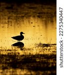 Silhouette of the migratory bird Mallard duck at the bird sanctuary lake at the morning hour
