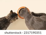 Small photo of Two Cats Eating from Bowl. Feline Eats Food, Licking Tongue. Cat Feeding Isolated Neutral Background. Tabby Cat Eating Meat, Meal, Looking up, Down. Top View. Pet Food Banner. Domestic Animals Food