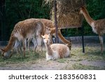 Wild Vicuna In Groups Grazing...