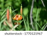 A Group Of Michigan Lilies In...